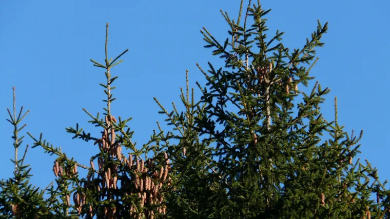Sadnja smreke: naučite kako posaditi i uzgajati smreku