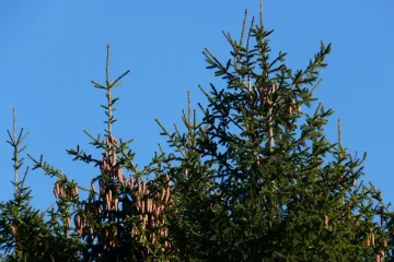 Sadnja smreke: naučite kako posaditi i uzgajati smreku