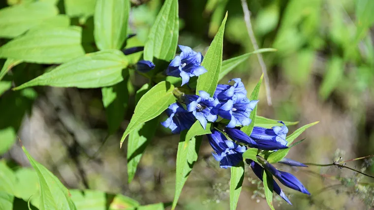 Hrvatski zvončić -  biljka planinskih krajeva