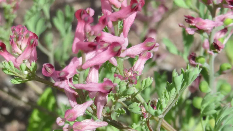 Dimnjača biljka -  biljka čije sjemenke mogu klijati i nakon 600 godina