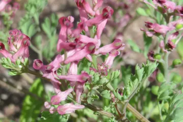 Dimnjača biljka -  biljka čije sjemenke mogu klijati i nakon 600 godina