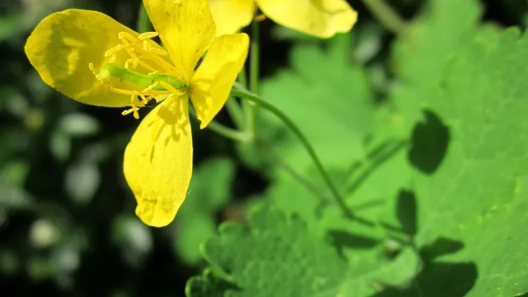 Zmijino mlijeko - lijek narodne medicine s kojim treba biti oprezan
