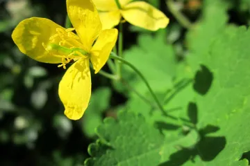Zmijino mlijeko - lijek narodne medicine s kojim treba biti oprezan