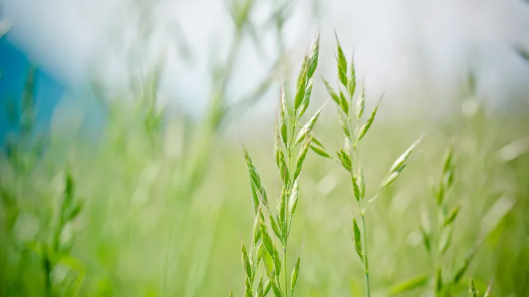 Repak biljka - krmna biljka ra&scaron;irena po cijelom svijetu