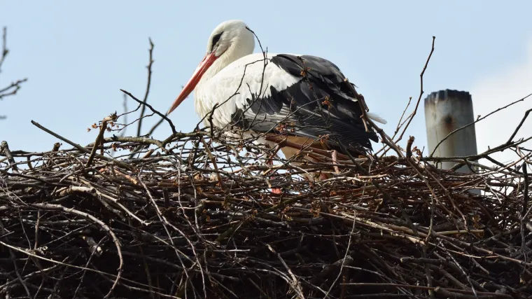 Ptice promijenile rasporede selidbe zbog klimatskih promjena?