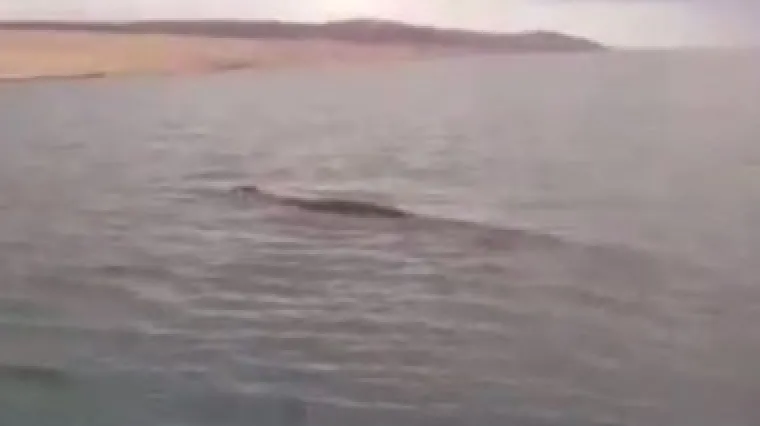 Plivao je uz povr&scaron;inu i svako malo izranjao