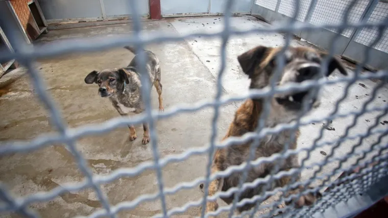 Zagrebačko Skloni&scaron;te za nezbrinute životinje zbog pirotehnike s ulica sklonilo 21 psa