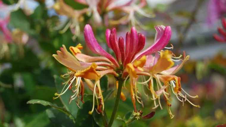 Kozja krv - otrovna biljka od koje se izrađuju zviždaljke