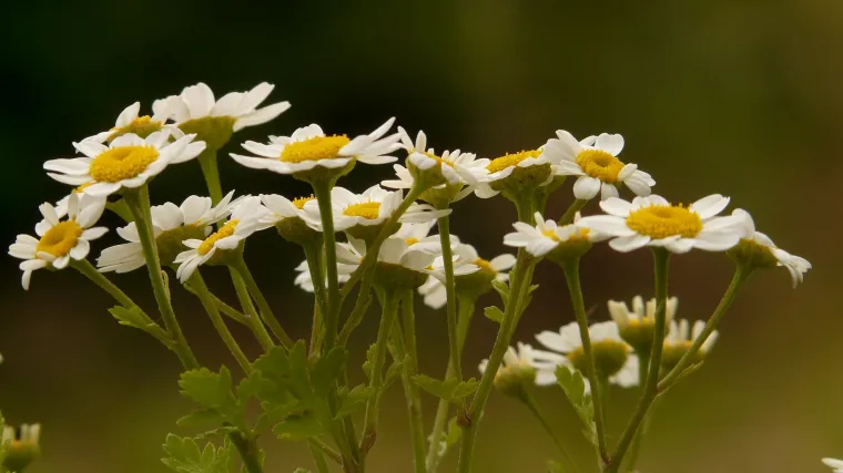 Povratić biljka - narodni lijek za bolne migrene