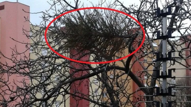 Božićno drvce je odradilo svoje pa zavr&scaron;ilo na stablu: Riječanin 'raskitio' jelku baciv&scaron;i je - kroz prozor!?
