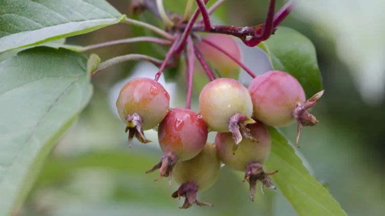 Divlja jabuka - vrsta koja se koristi za proizvodnju jabučnog octa