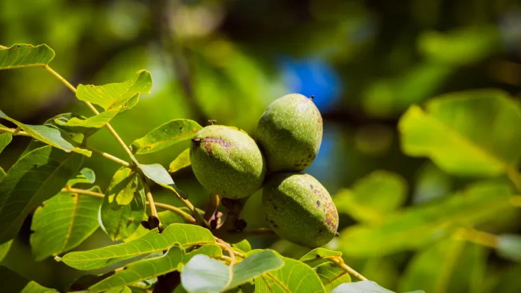 Zeleni orasi: sve prednosti i dobrobiti zelenih oraha