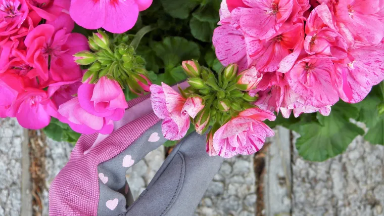 Viseće pelargonije: sadnja, uzgoj i održavanje pelargonija