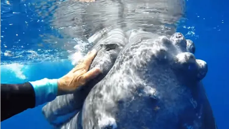 Ponašanje prvi put snimila kamera, pogledajte video