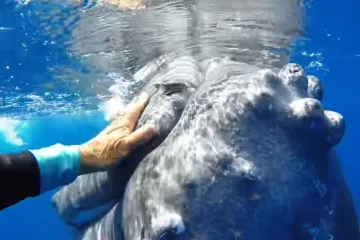 Ponašanje prvi put snimila kamera, pogledajte video