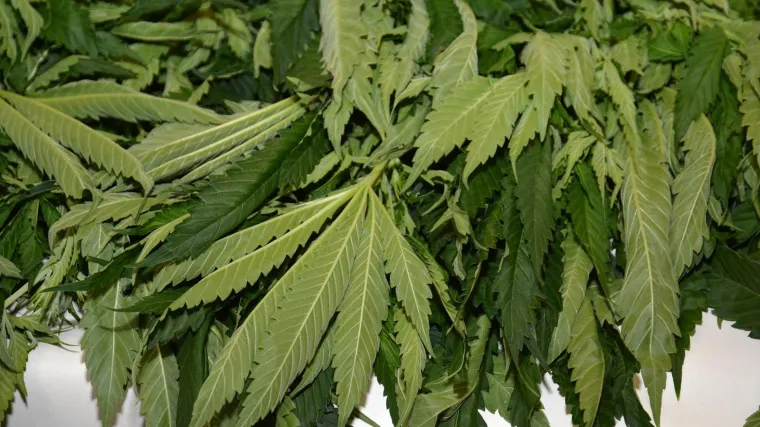 Policija mu zaplijenila preko 100 stabljika konoplje i kompletni laboratorij