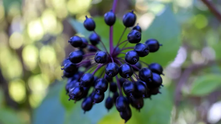 Sibirski ginseng - biljka koja povećava otpornost organizma