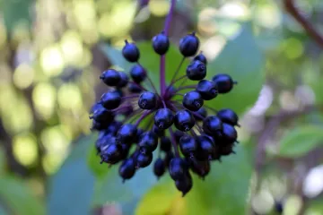 Sibirski ginseng - biljka koja povećava otpornost organizma