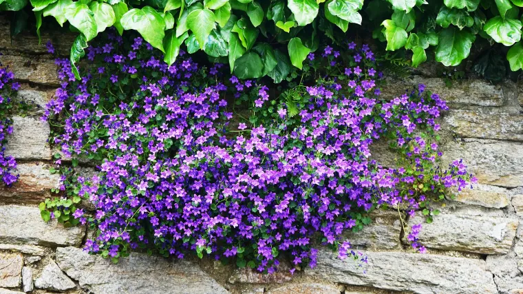 Karpatski zvončić - plavi cvjetovi za ljep&scaron;i vrt