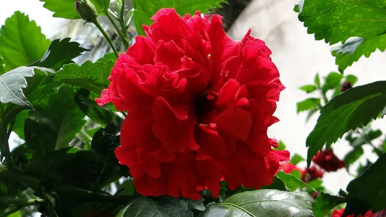 Tropski hibiskus - kineska ruža za dašak egzotike u cvjetnim aranžmanima