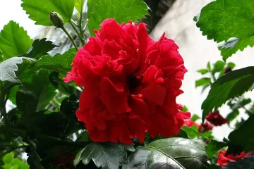 Tropski hibiskus - kineska ruža za dašak egzotike u cvjetnim aranžmanima