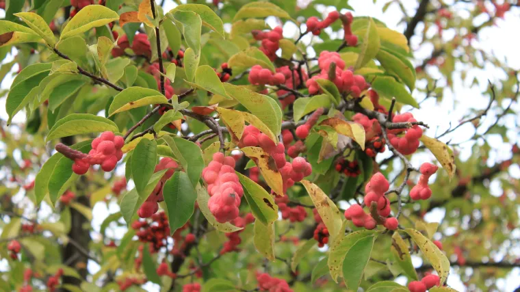 Šisandra biljka- kineska biljka pet okusa