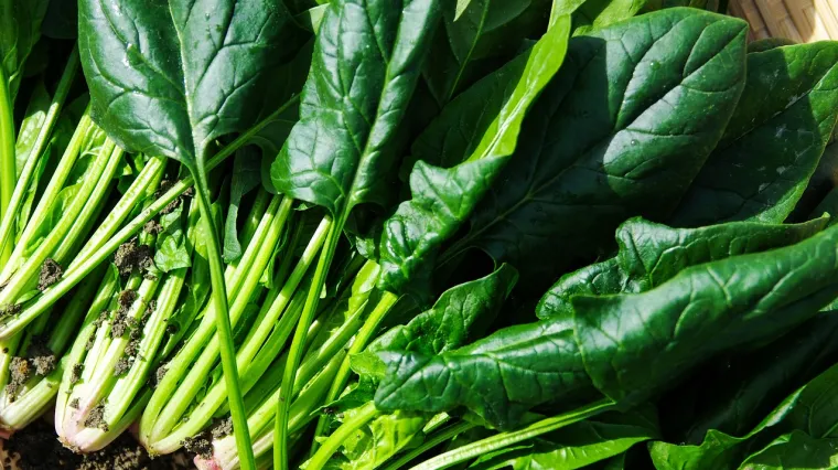 Zeleno lisnato povrće - povrće koje održava organizam zdravim