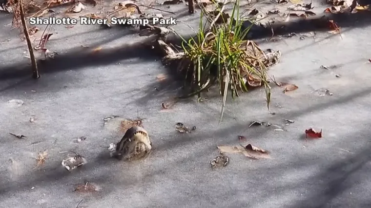 Iz zaleđene močvare vire samo njuške krokodila, no nema brige - s njima je ipak sve u redu
