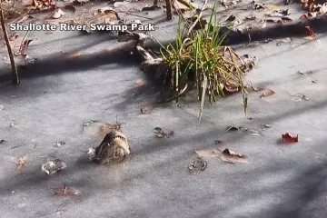 Iz zaleđene močvare vire samo njuške krokodila, no nema brige - s njima je ipak sve u redu