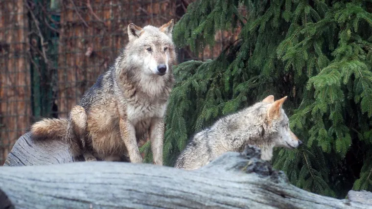 'Prizor koji smo zatekli nemoguće je sanjati i u najstra&scaron;nijim snovima': vukovi pored Imotskog raskomadali psa u trenu