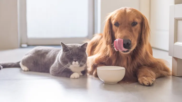 Hranite ljubimce sirovim mesom? rezultati nove studije mogli bi vas &scaron;okirati