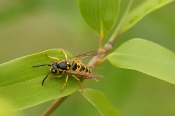 Izradite mamilicu za ove naporne kukce i saznajte kako se najbolje zaštititi