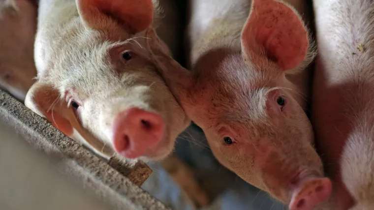 Uzbuna u hrvatskom svinjcu: proizvodimo sve manje, a uvozimo sve vi&scaron;e mesa!