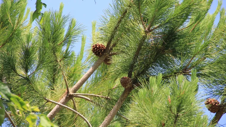 Vazdazeleno drveće: najljepše vazdazeleno drveće za vaš vrt