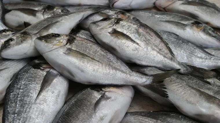 Hrvatski ribari danas imaju razlog za slavlje