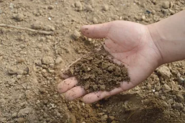 Zelena galica: kako zaštititi biljke korištenjem zelene galice