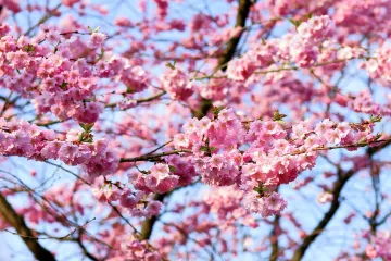 Listopadno drveće: najljepše listopadno drveće za vaš vrt