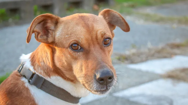 Monstrum u crnom Citroenu C4 karlovačkih registracija na Kanalu Kupa &ndash; Kupa iz automobila izbacio dva psića