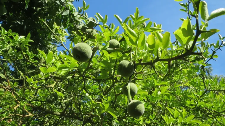 Sibirski limun: novo zanimljivo egzotično voće