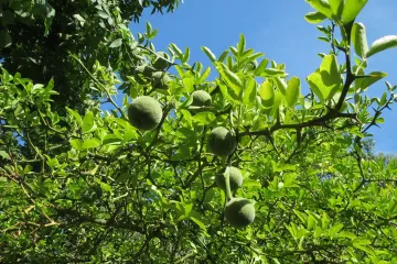 Sibirski limun: novo zanimljivo egzotično voće