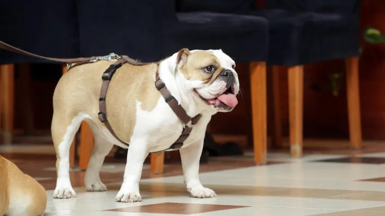 Splitski veterinar optužen da je tijekom pregleda uzrokovao smrt psa: pustio ga da krvavi i umre u mukama?