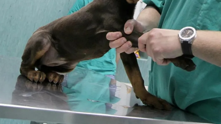 Zbog njegovih postupaka pas je morao biti uspavan