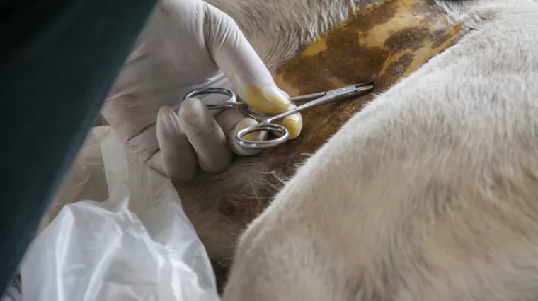 Ozlijedio psa u ambulanti i namjerno ga ostavio u jakim bolovima, morao je biti eutanaziran