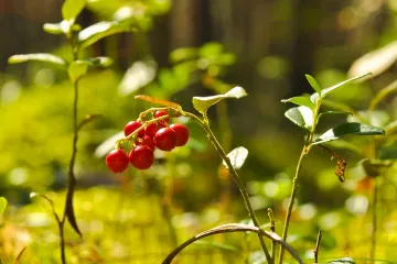 Brusnice: crvene bobice koje liječe