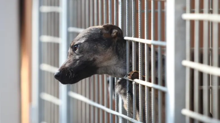 'Ne kupuj! Udomi!': u hrvatskim skloni&scaron;tima vi&scaron;e od 1000 pasa, udruge apeliraju na udomljavanje