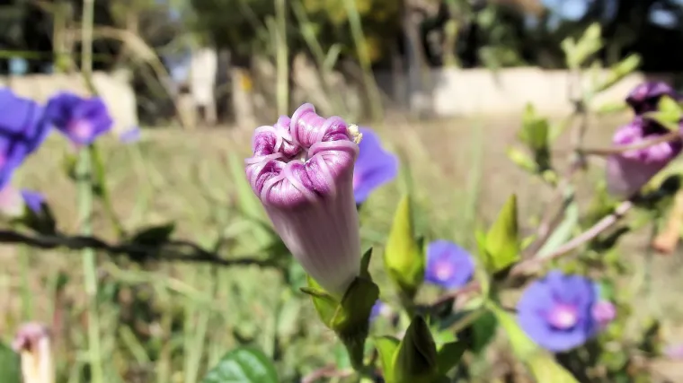 Ukrasni slak - prirodni zaklon od neželjenih pogleda