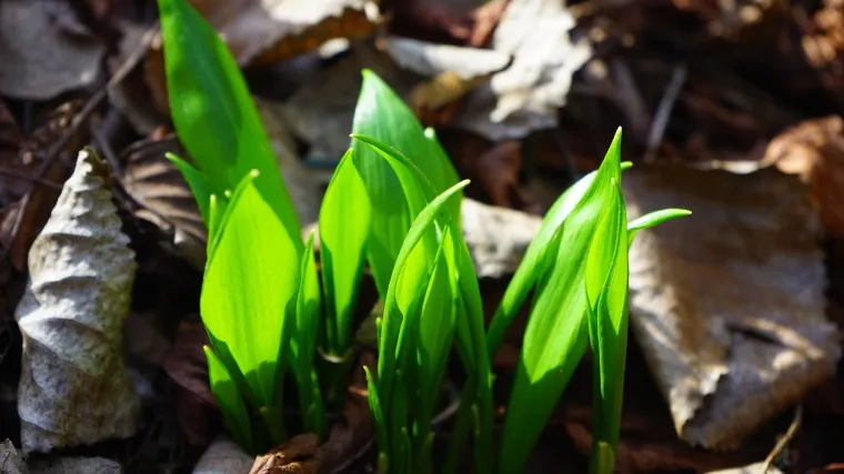 &Scaron;to se sadi u listopadu: ovo povrće sadimo u listopadu