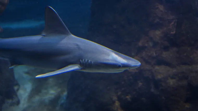 Morski pas modrulj - morski pas koji se bojom tijela sjedinjuje s morskim plavetnilom