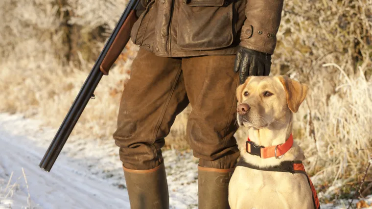 I Rusija ima svog 'Medu': pas osumnjičen da je upucao lovca koji je preminuo na putu za bolnicu