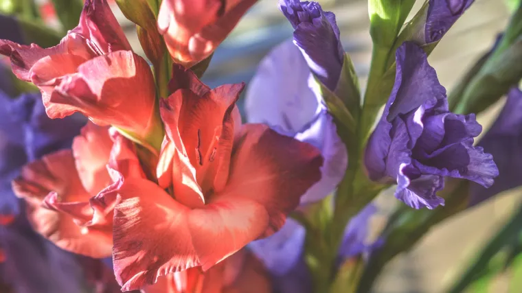 Gladiola kao ukrasna biljka: savjeti za uzgoj gladiole